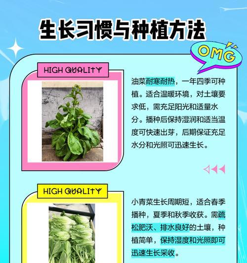 青菜种植有哪些小经验？如何提高青菜产量？