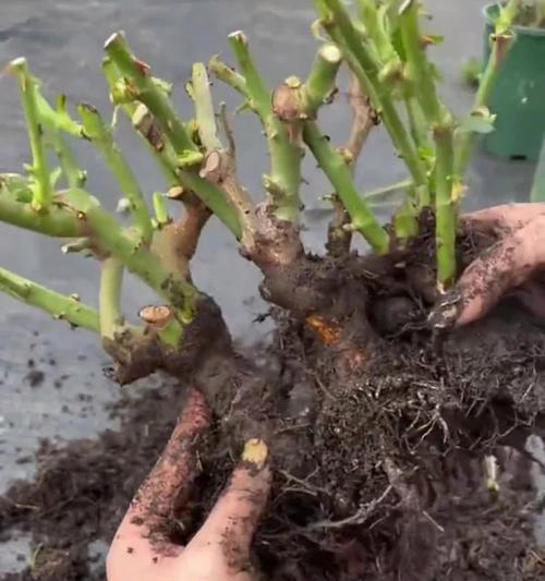 怎么供养月季花最好？月季花的养护技巧有哪些？