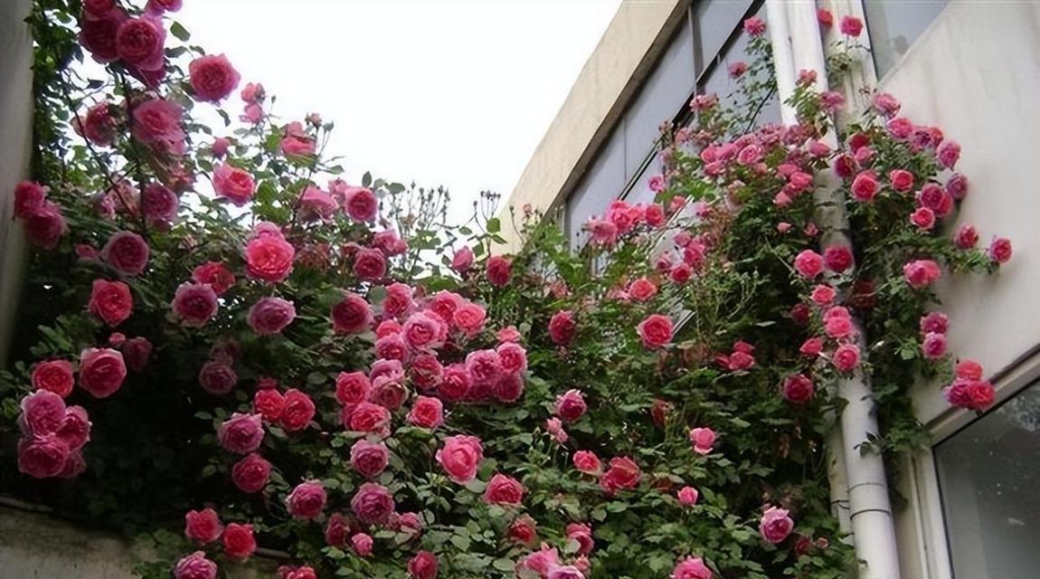 怎么供养月季花最好？月季花的养护技巧有哪些？