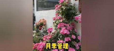 怎么供养月季花最好？月季花的养护技巧有哪些？