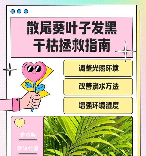 散尾葵叶子发黄如何处理？养植散尾葵的注意事项？
