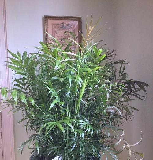 散尾葵叶子发黄如何处理？养植散尾葵的注意事项？
