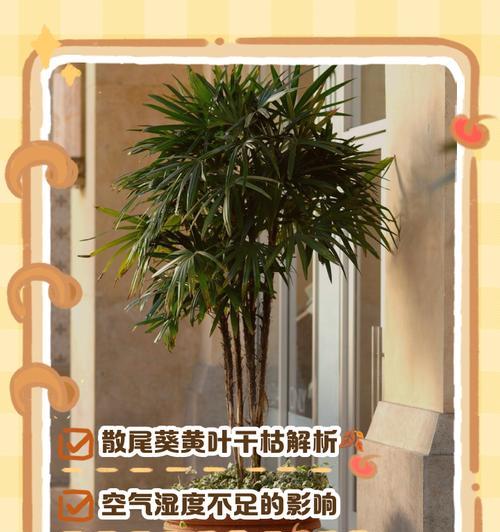 散尾葵叶子发黄如何处理？养植散尾葵的注意事项？