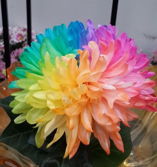 七彩菊花自制肥料的方法是什么？