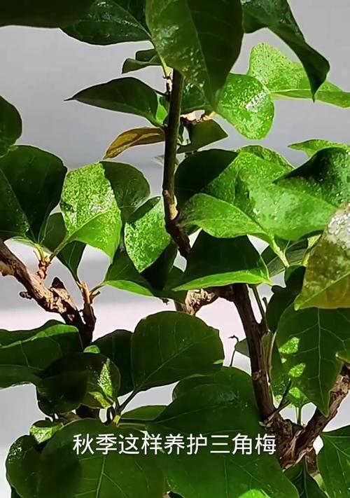 小树三角梅怎么开花不多？提高开花量的养护技巧是什么？