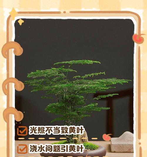 桃花叶子发黄的原因及解决办法是什么？