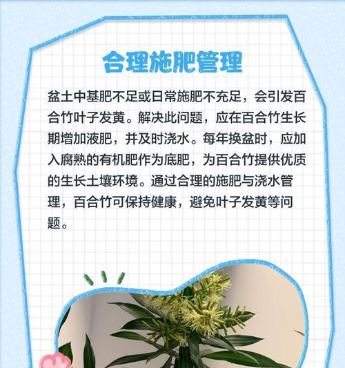 百合叶子发黄的解决方法是什么？