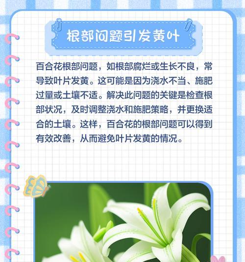 百合叶子发黄的解决方法是什么？