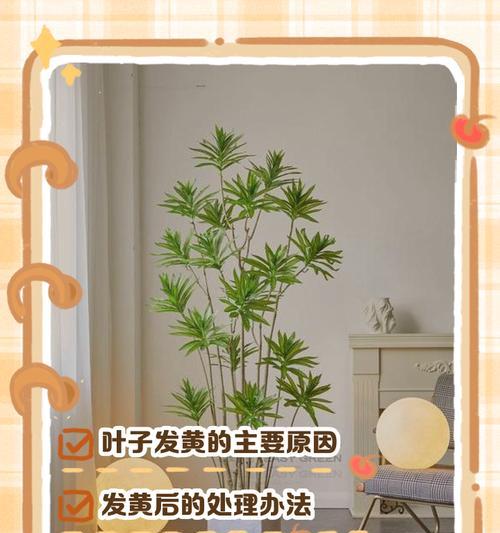 百合叶子发黄的解决方法是什么？