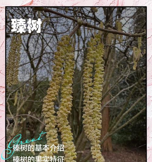 榛子树苗栽培技术要点是什么？