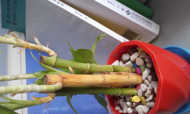 土培富贵竹顶端叶子发黄的补救方法是什么？如何防止土培富贵竹顶端叶子发黄？