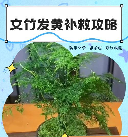 土培富贵竹顶端叶子发黄的补救方法是什么？如何防止土培富贵竹顶端叶子发黄？