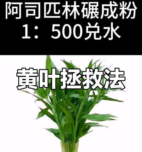 土培富贵竹顶端叶子发黄的补救方法是什么？如何防止土培富贵竹顶端叶子发黄？