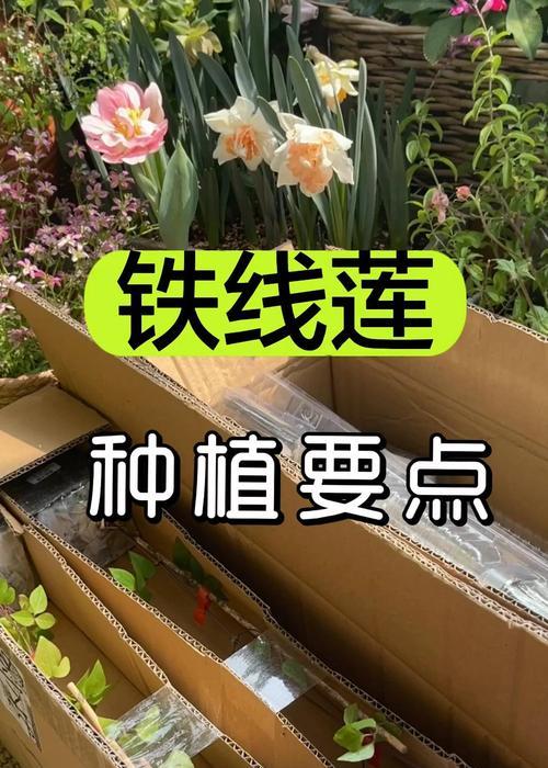 收到铁线莲种根后如何正确栽种？