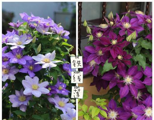 收到铁线莲种根后如何正确栽种？