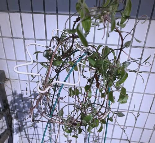 收到铁线莲种根后如何正确栽种？