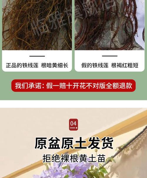 铁线莲能否爬石头？如何引导其攀爬？