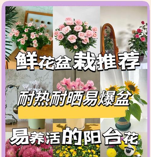 阳台种植花卉推荐及养护技巧是什么？
