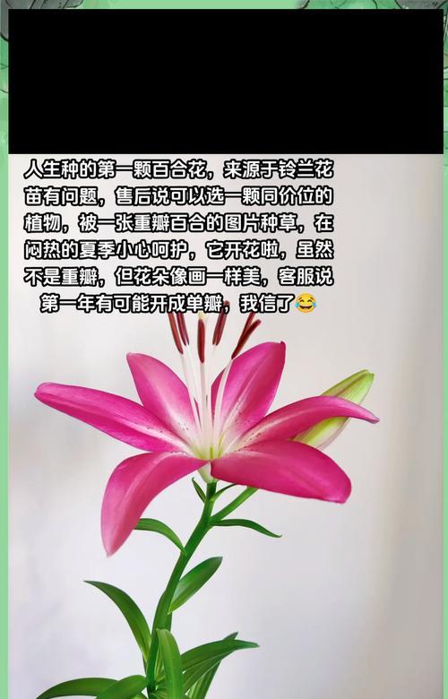 阳台种植花卉推荐及养护技巧是什么？
