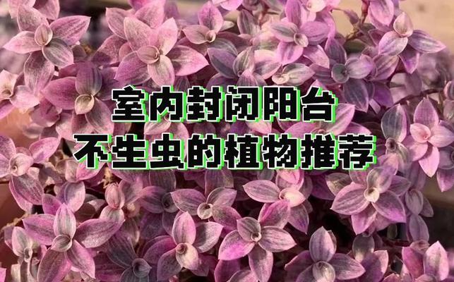 阳台种植花卉推荐及养护技巧是什么？