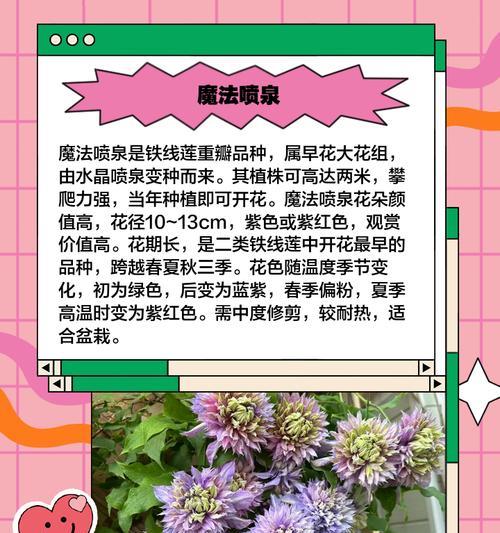 铁线莲混种时应注意什么问题？