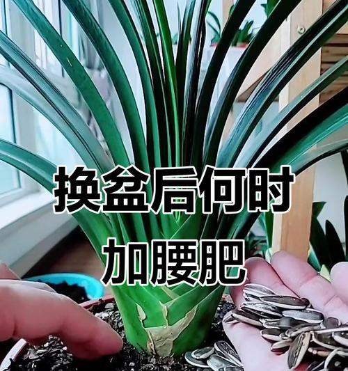 君子兰换土后根烂了怎么办？君子兰根烂的处理方法是什么？