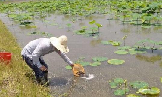 白板薯栽培的关键技术要点是什么？