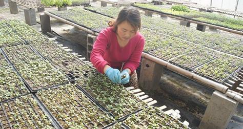 白板薯栽培的关键技术要点是什么？