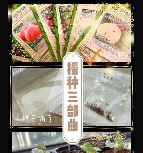 秋播香瓜的最佳播种时间是什么时候？