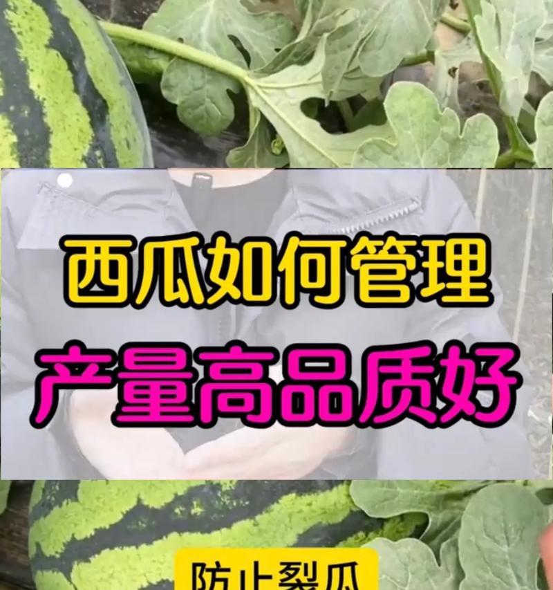 西爪叶子发黄的可能原因及处理方法是什么？