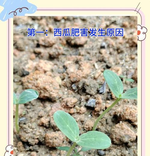 西爪叶子发黄的可能原因及处理方法是什么？
