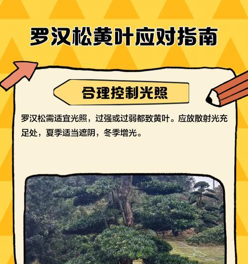 罗汉松叶子发黄干枯的解决方法？