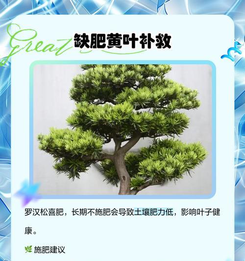 罗汉松叶子发黄干枯的解决方法？