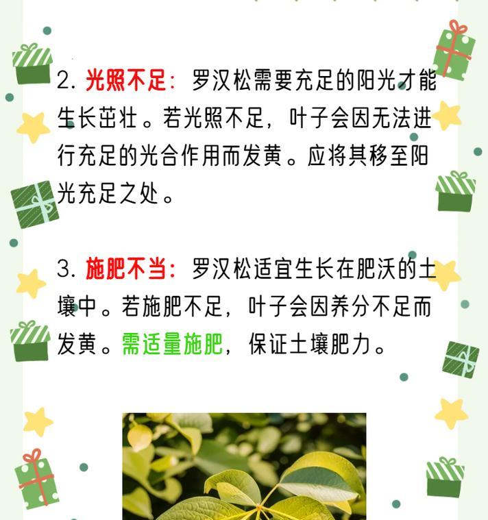 罗汉松叶子发黄干枯的解决方法？