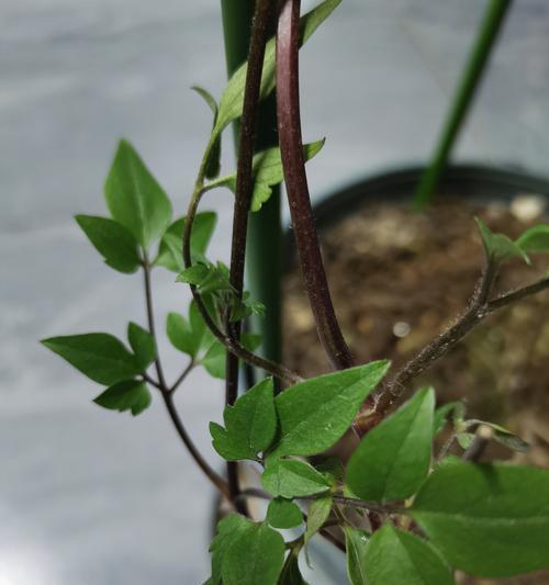 铁线莲老枝花苞枯萎的处理方法？