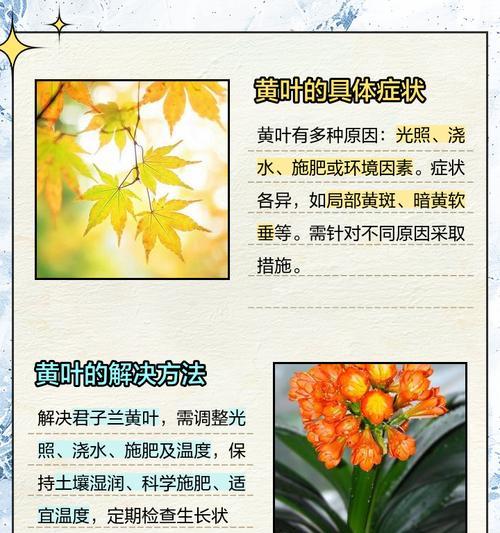 君子兰叶子边发黄是怎么回事？可能的原因有哪些？