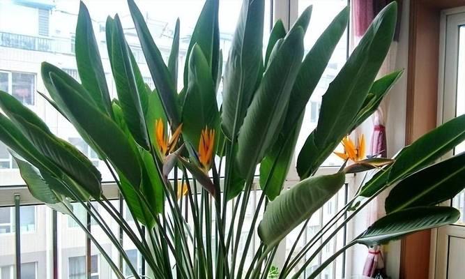 国外阳台流行种植哪些花卉？