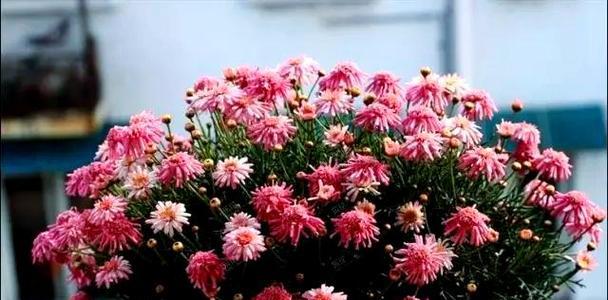 国外阳台流行种植哪些花卉？