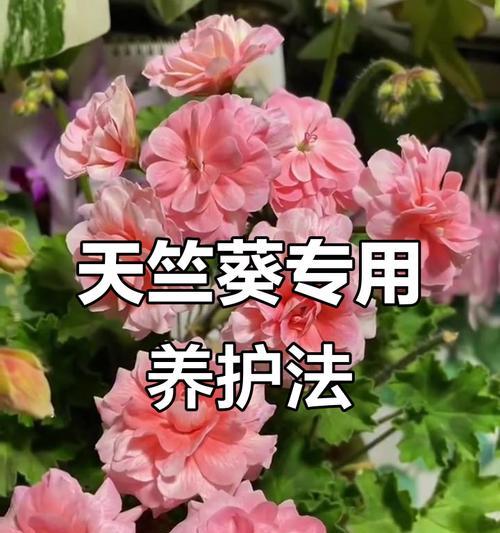 四月天竺葵叶子发黄怎么办？如何恢复其健康状态？