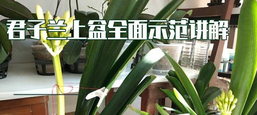 君子兰根系少时如何上盆？上盆的正确步骤是什么？