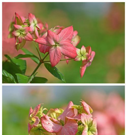 粉叶金花叶子干枯发黄怎么办？有效解决方法有哪些？