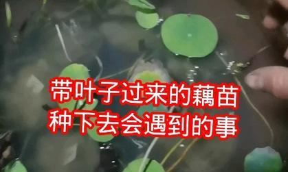 藕叶子发黄是什么原因导致的？