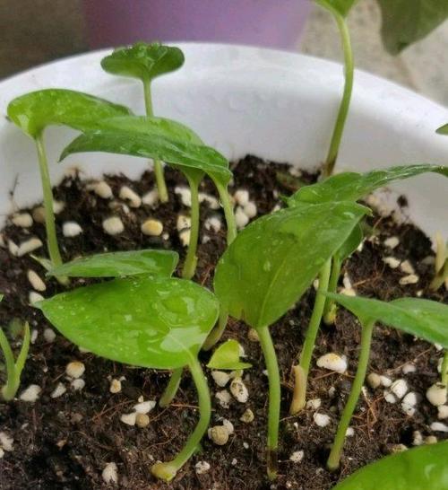 大棚椰糠栽培的关键技术要点是什么？