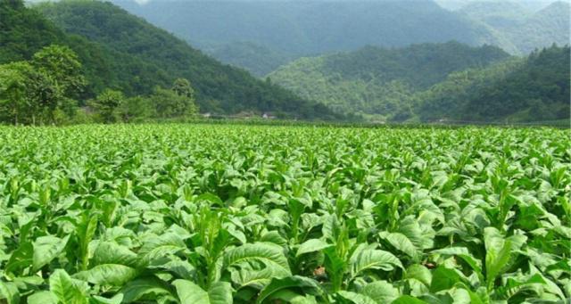 香葱反季节栽培技术是什么？如何实现高产？