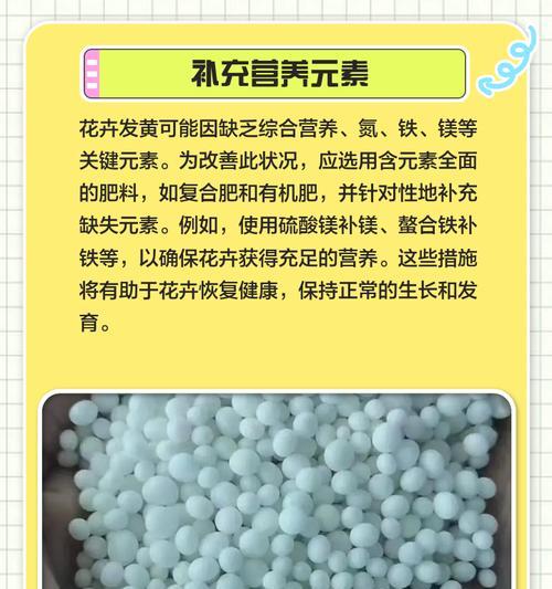 树桩月季叶子枯萎发黄？有效解决方法是什么？