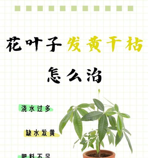 树桩月季叶子枯萎发黄？有效解决方法是什么？