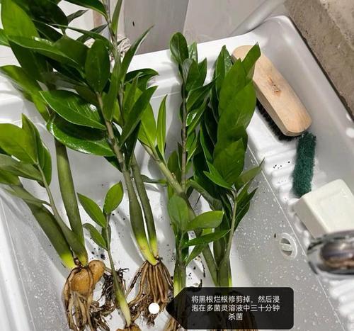 树桩月季叶子枯萎发黄？有效解决方法是什么？