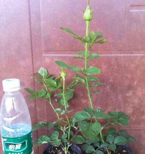 单枝月季开花后剪枝的最佳方法是什么？
