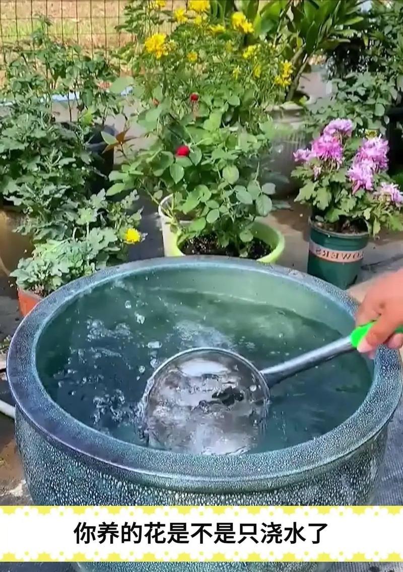 罗马生菜浇水的正确窍门是什么？