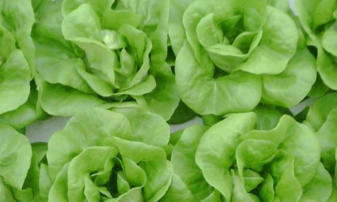 罗马生菜浇水的正确窍门是什么？